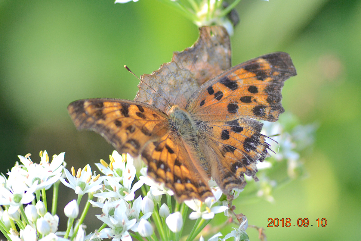 f:id:masatdm1951:20190911221539j:plain