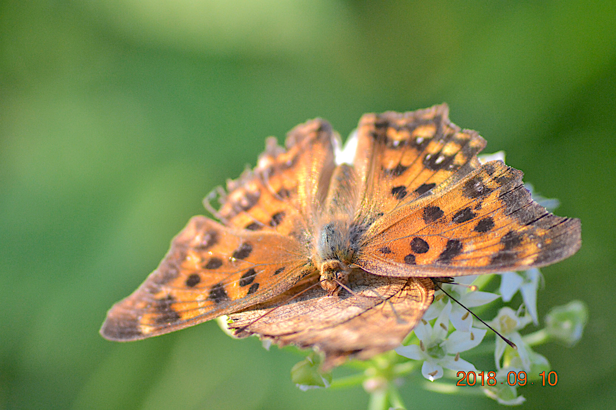 f:id:masatdm1951:20190911221614j:plain