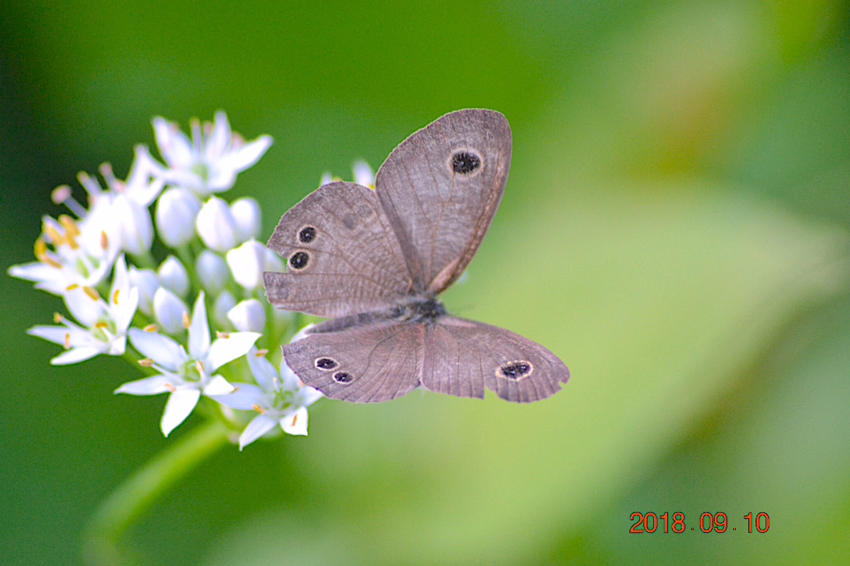 f:id:masatdm1951:20190911221634j:plain