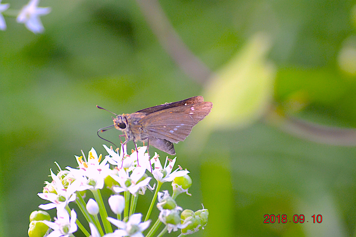 f:id:masatdm1951:20190911221722j:plain