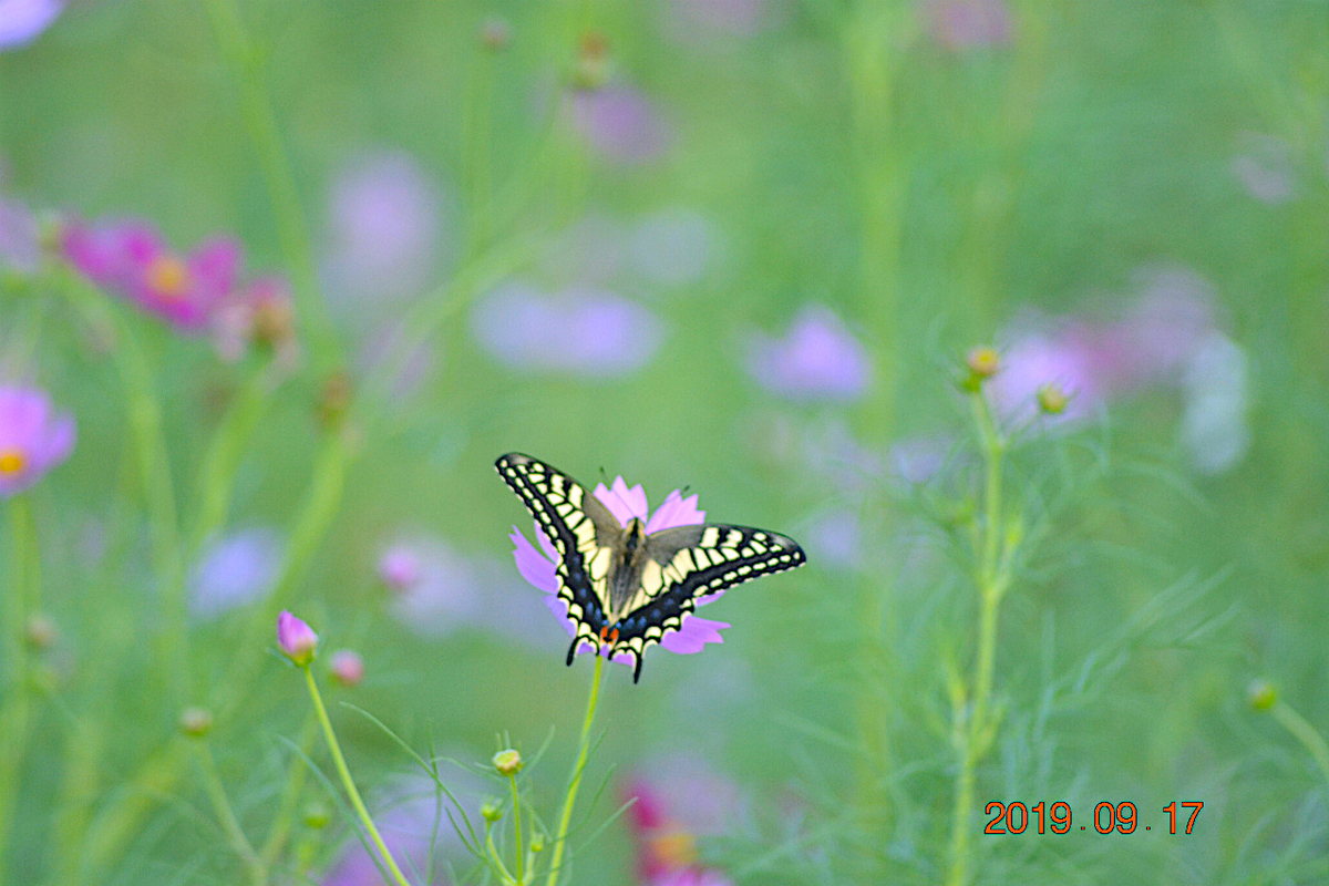 『秋の日は釣瓶（つるべ）落とし』 毎日が『一番新しい日』前向きに(^^)/