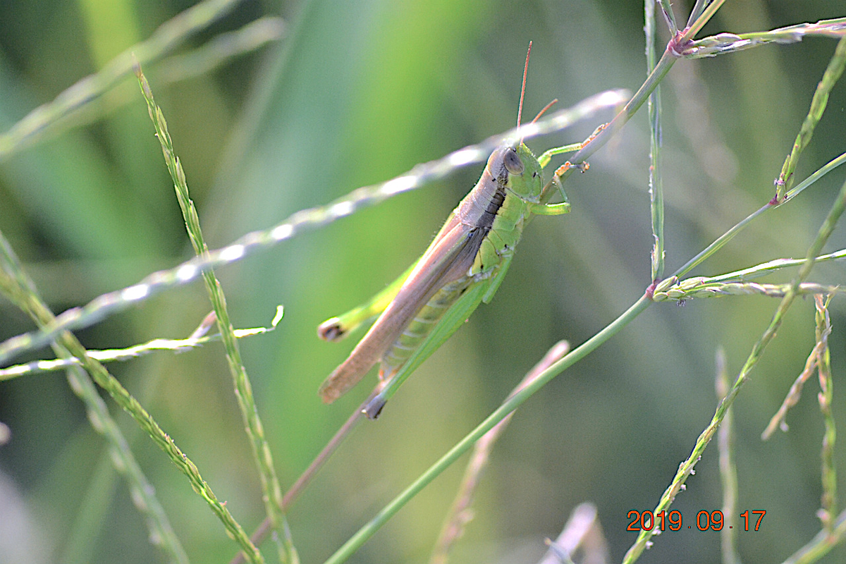 『秋の日は釣瓶（つるべ）落とし』 毎日が『一番新しい日』前向きに(^^)/