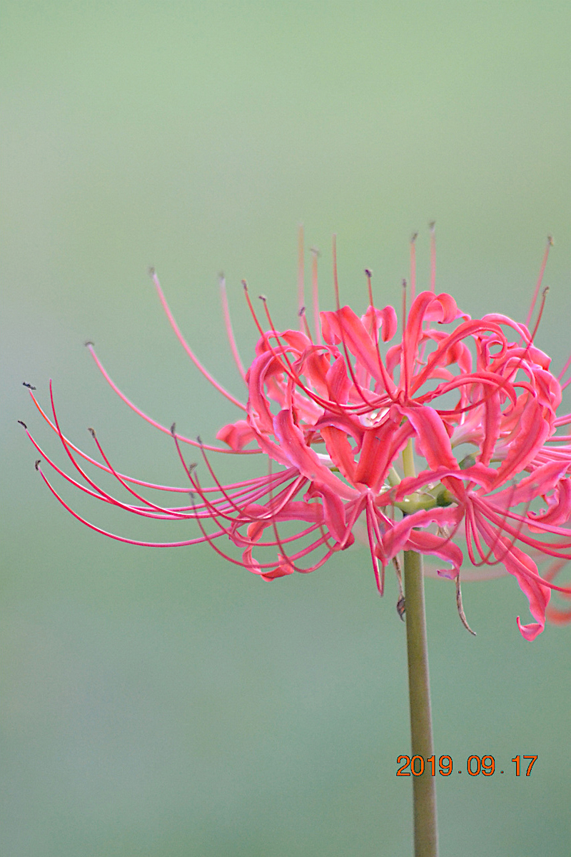 『秋の日は釣瓶（つるべ）落とし』 毎日が『一番新しい日』前向きに(^^)/