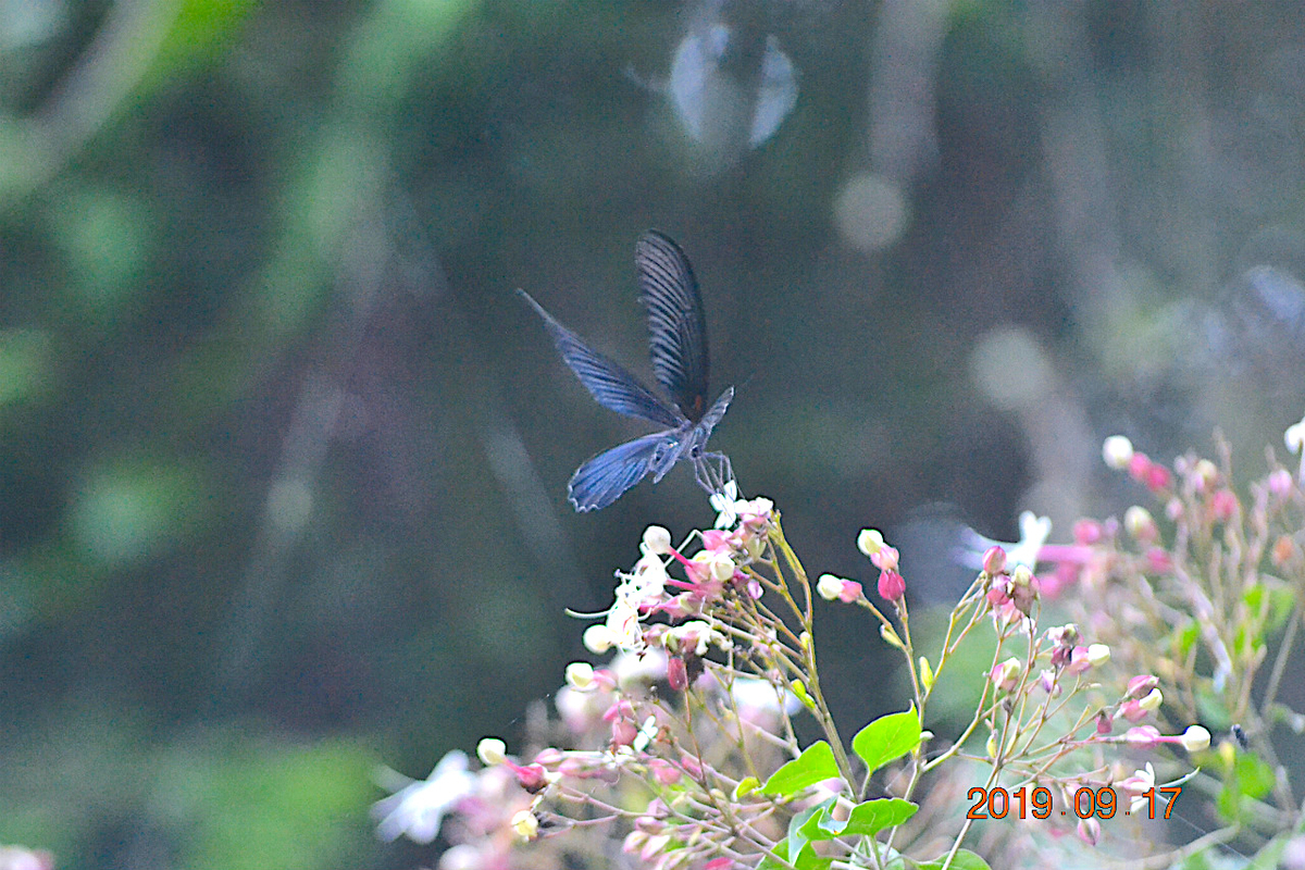 『秋の日は釣瓶（つるべ）落とし』 毎日が『一番新しい日』前向きに(^^)/