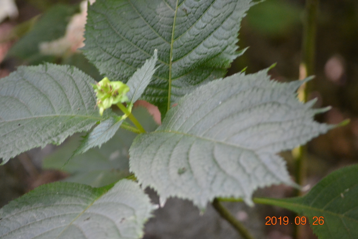 f:id:masatdm1951:20190926141848j:plain f:id:masatdm1951:20190926141848j:plain