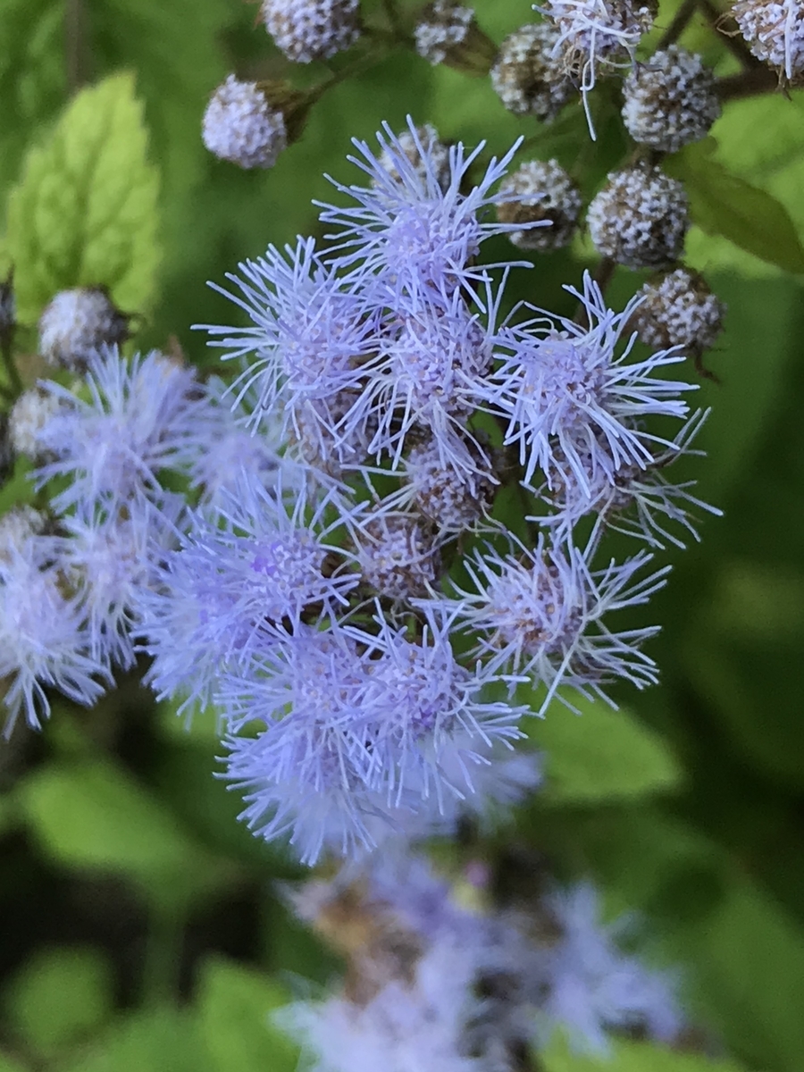 f:id:masatdm1951:20190926142230j:plain f:id:masatdm1951:20190926142230j:plain