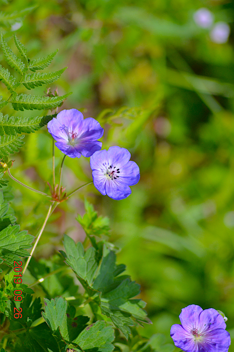 f:id:masatdm1951:20190928194626j:plain f:id:masatdm1951:20190928194626j:plain