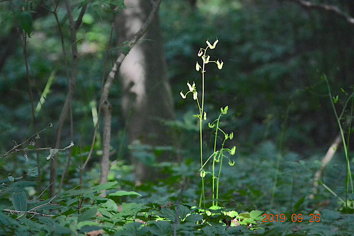 f:id:masatdm1951:20190928194659j:plain f:id:masatdm1951:20190928194659j:plain