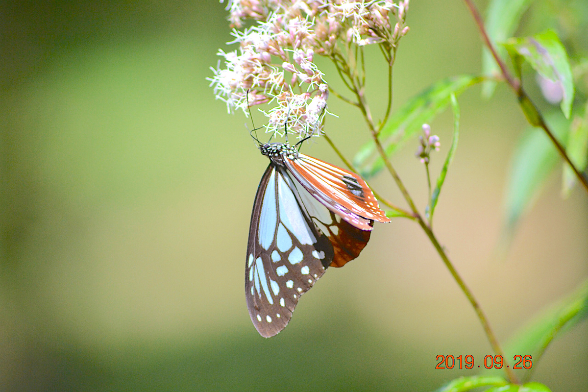 f:id:masatdm1951:20190928194815j:plain f:id:masatdm1951:20190928194815j:plain