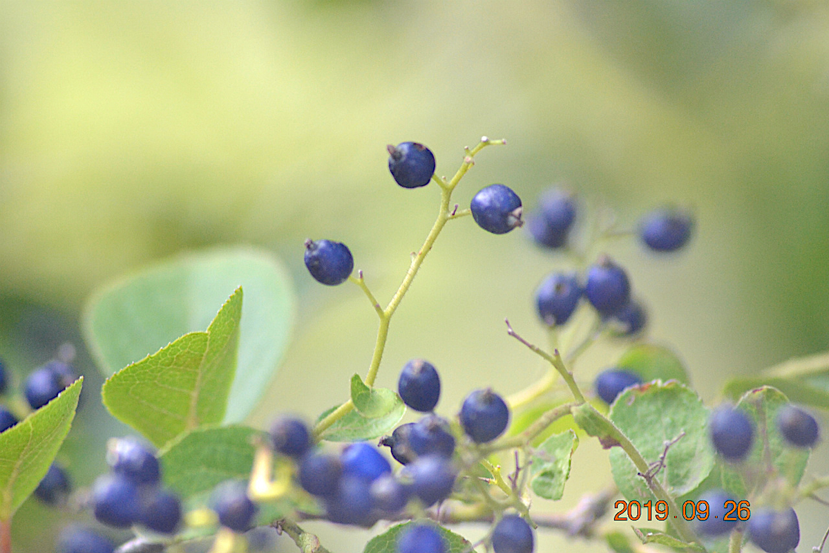 f:id:masatdm1951:20190928195029j:plain f:id:masatdm1951:20190928195029j:plain