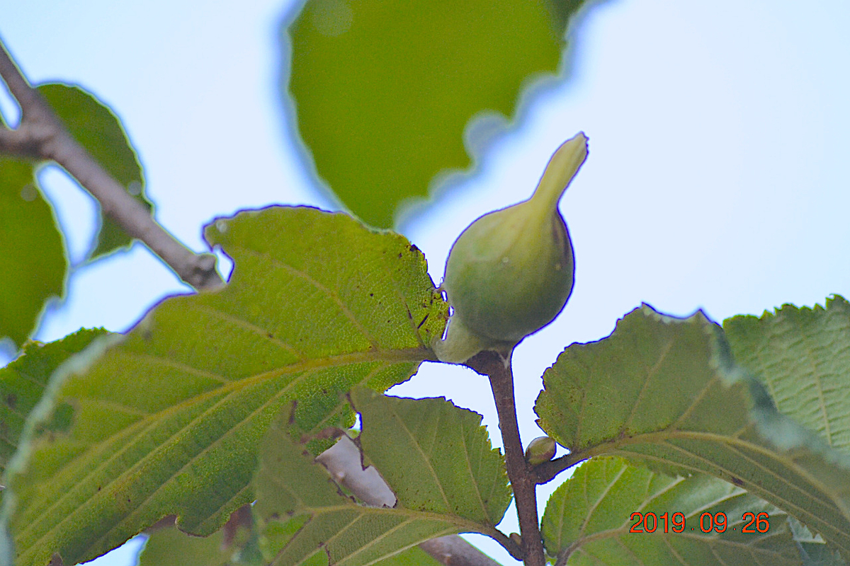 f:id:masatdm1951:20190928195140j:plain f:id:masatdm1951:20190928195140j:plain