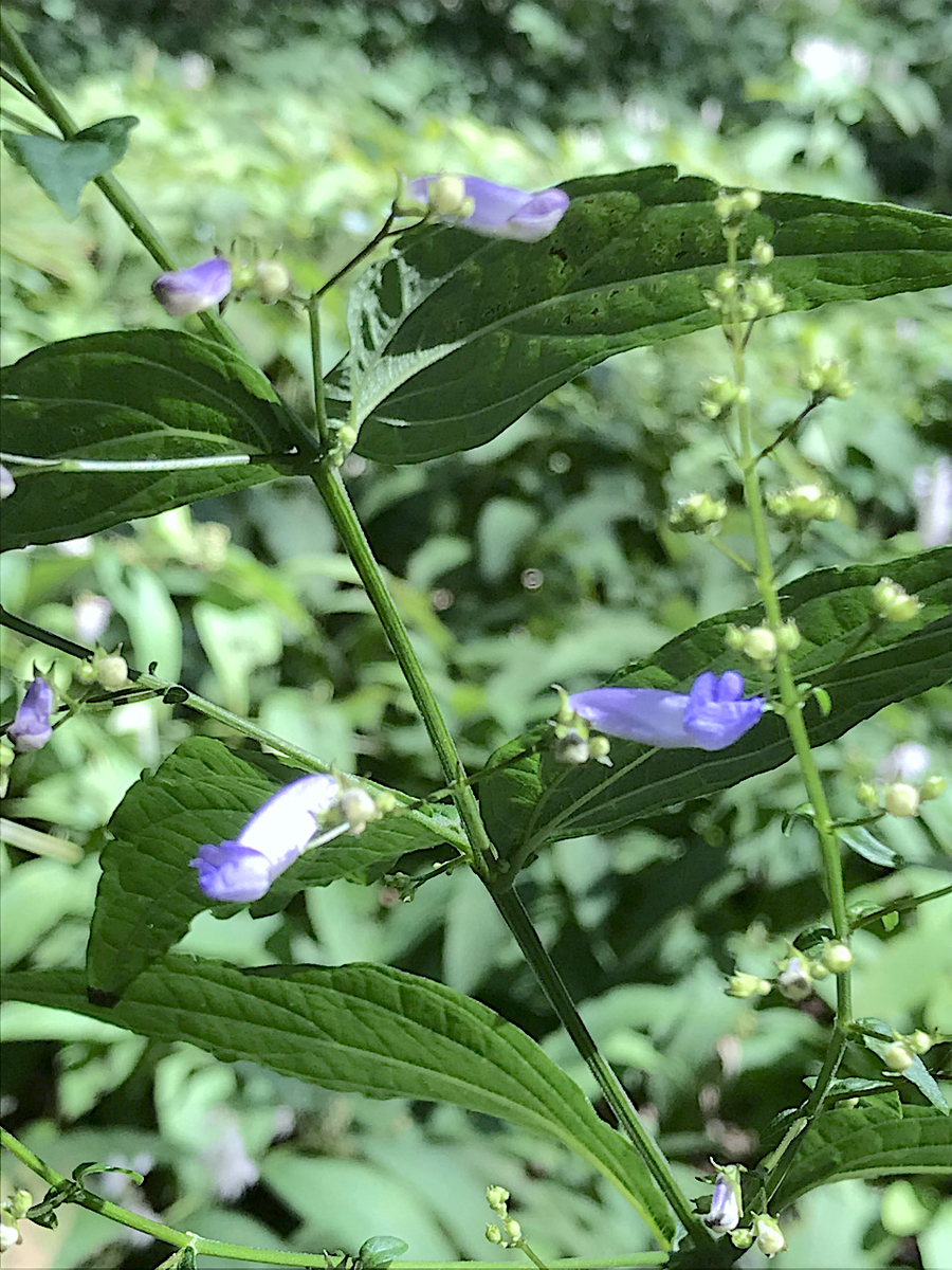 f:id:masatdm1951:20190928200541j:plain f:id:masatdm1951:20190928200541j:plain