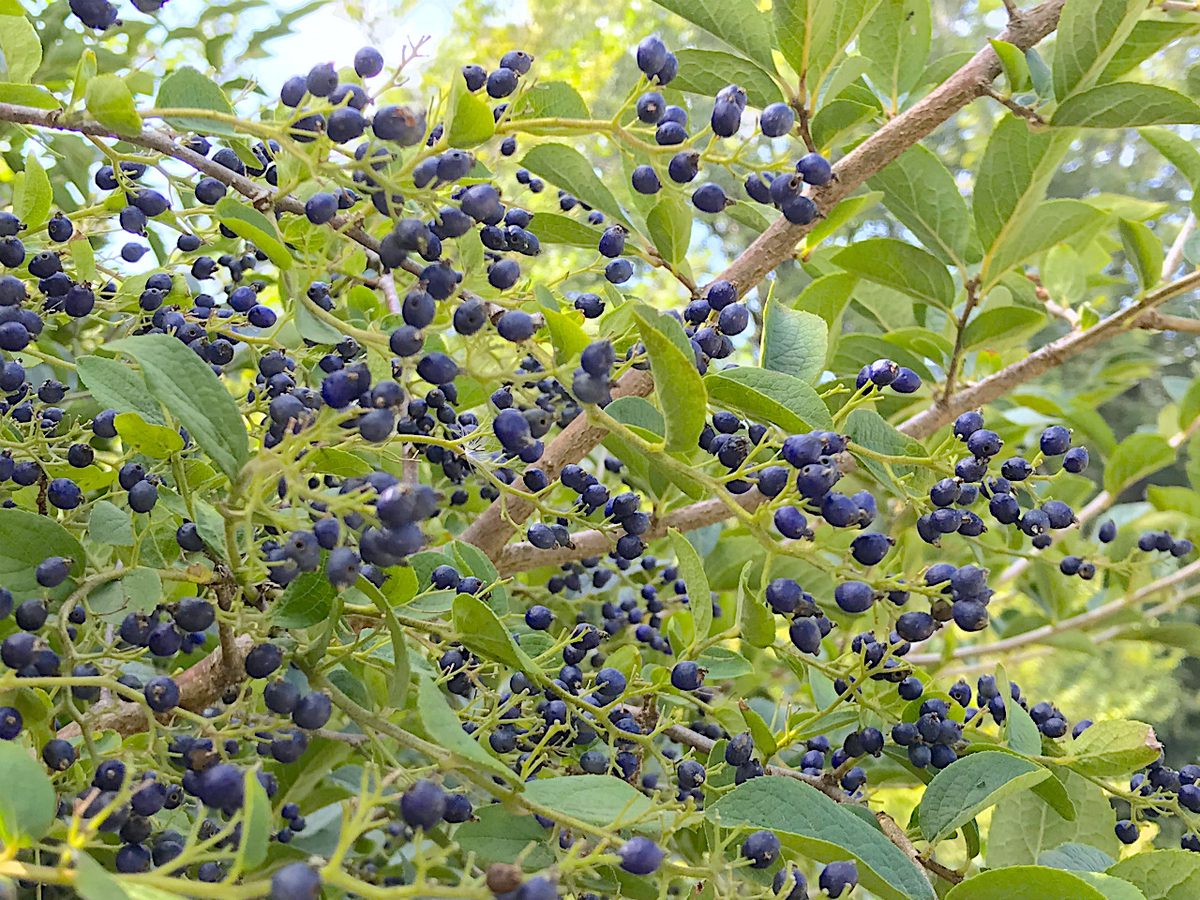 f:id:masatdm1951:20190928200632j:plain f:id:masatdm1951:20190928200632j:plain