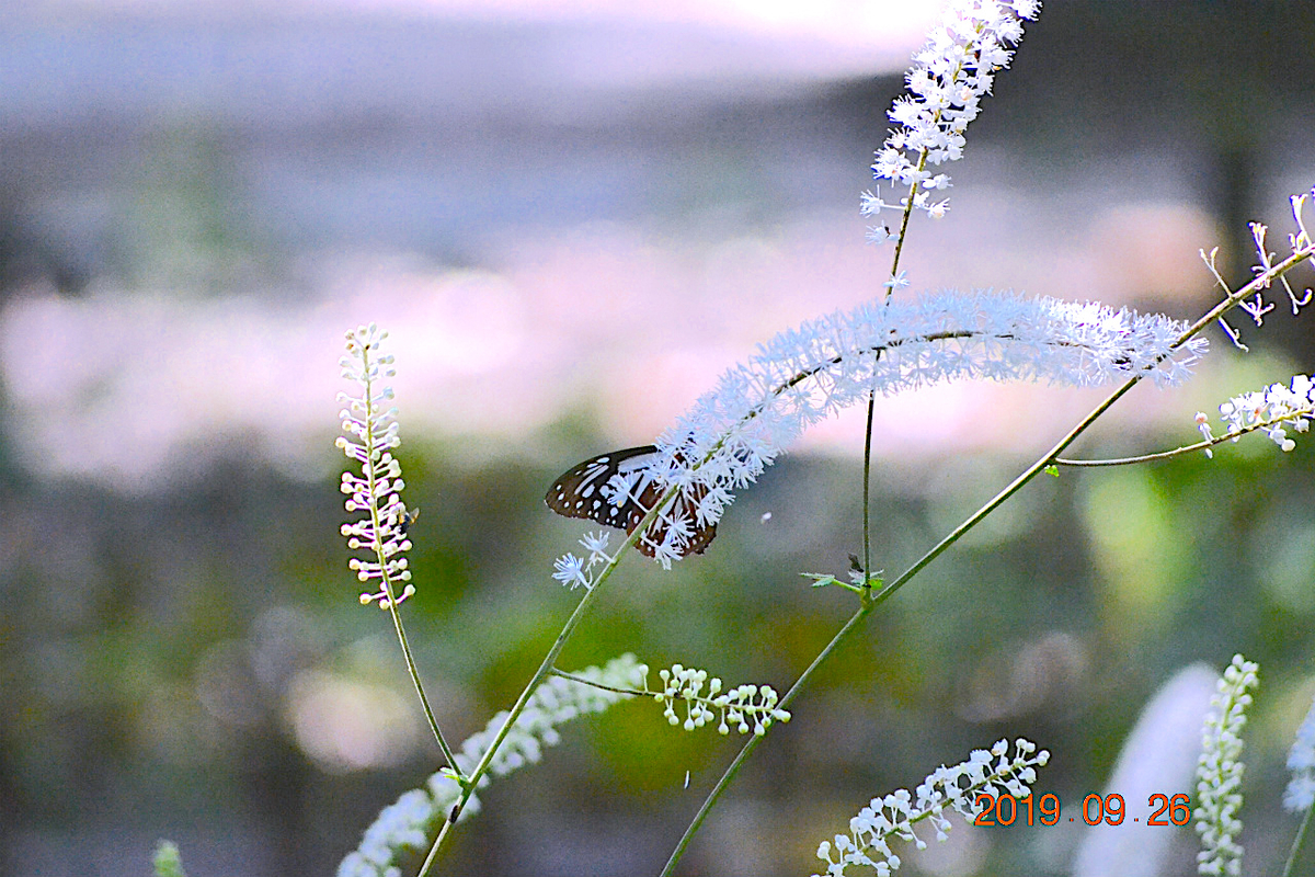 f:id:masatdm1951:20190928200937j:plain f:id:masatdm1951:20190928200937j:plain
