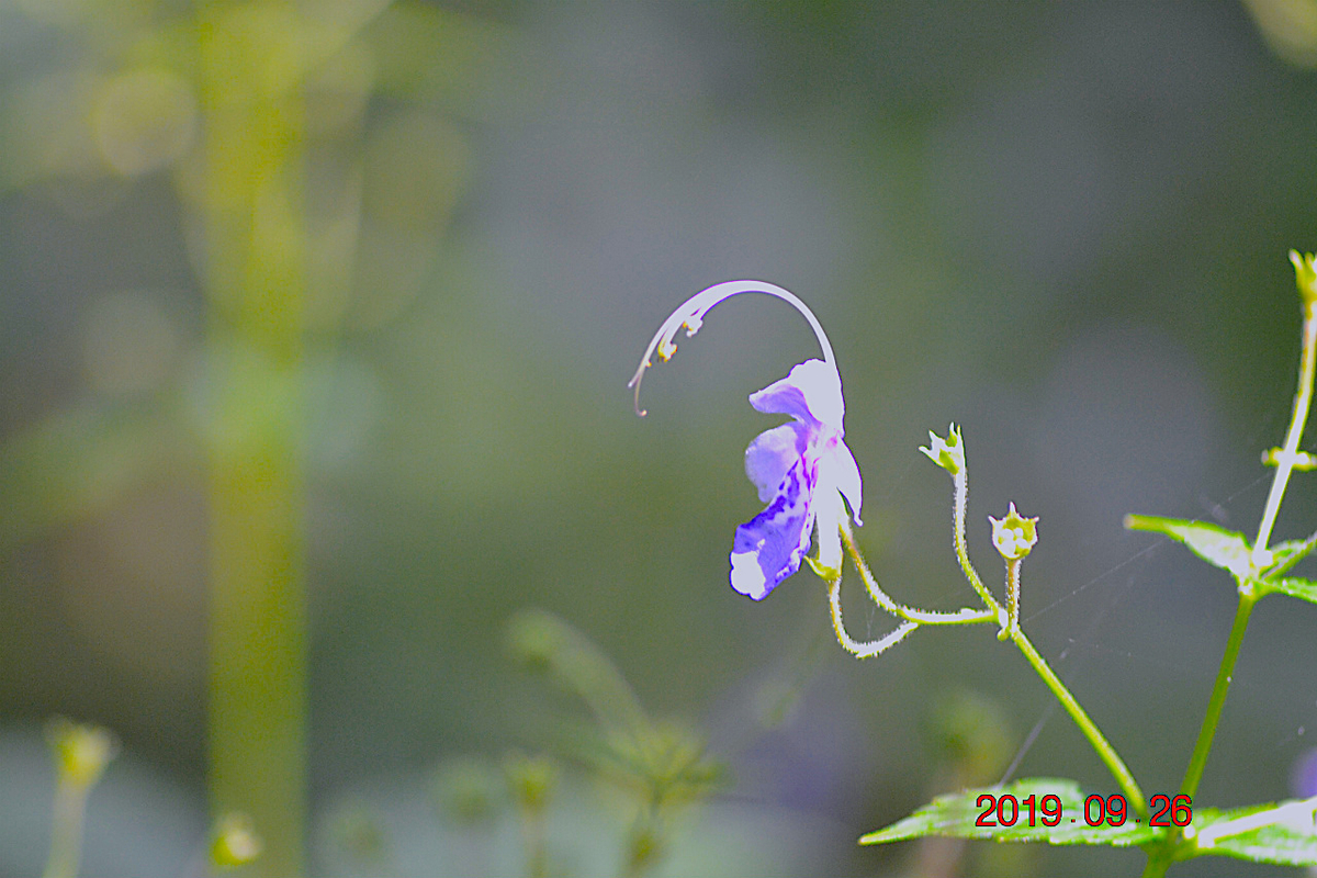 f:id:masatdm1951:20190928201024j:plain f:id:masatdm1951:20190928201024j:plain