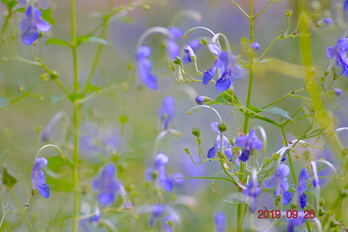 f:id:masatdm1951:20190928201041j:plain f:id:masatdm1951:20190928201041j:plain