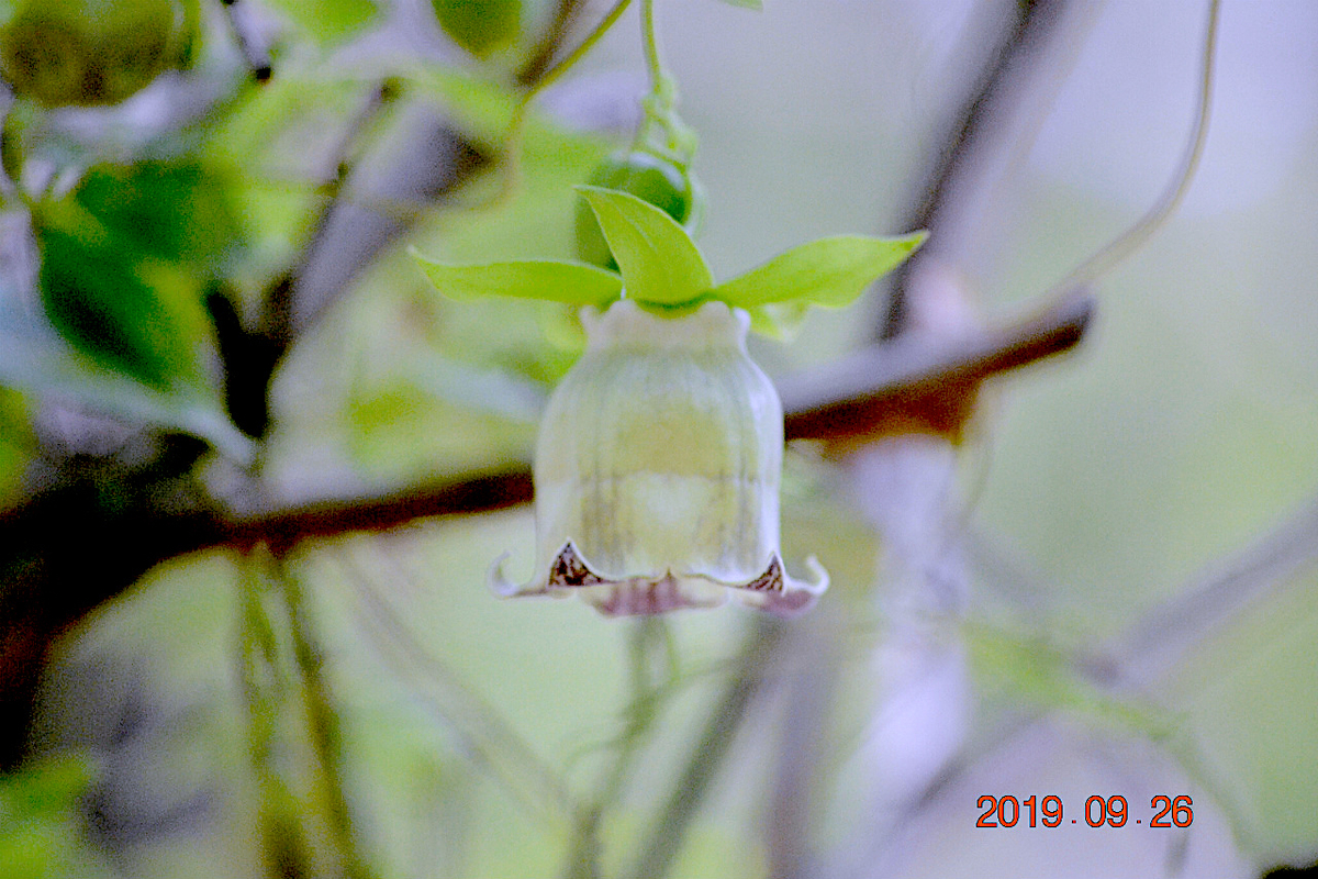 f:id:masatdm1951:20190928201206j:plain f:id:masatdm1951:20190928201206j:plain
