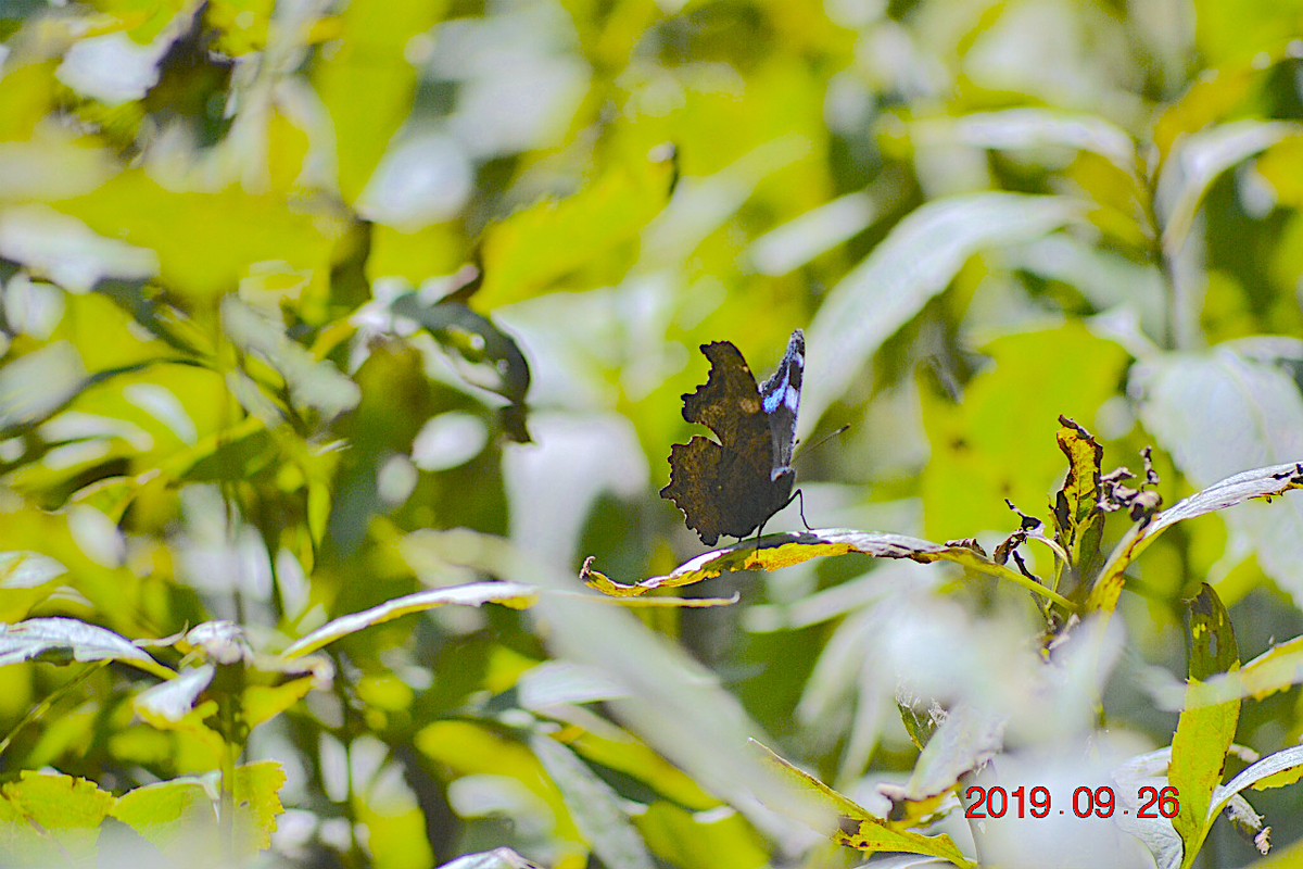 f:id:masatdm1951:20190928201401j:plain f:id:masatdm1951:20190928201401j:plain