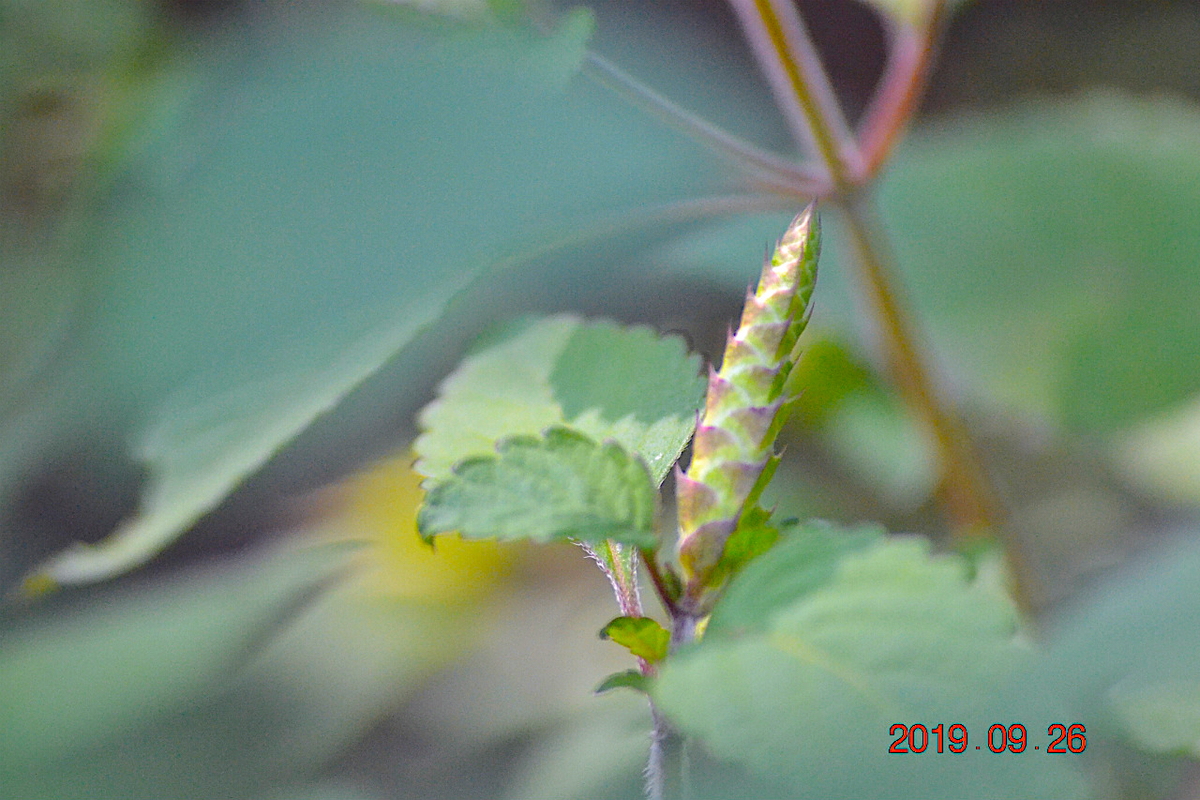 f:id:masatdm1951:20190928201452j:plain f:id:masatdm1951:20190928201452j:plain