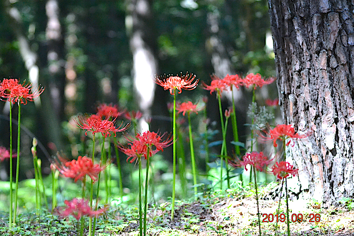 f:id:masatdm1951:20190928201552j:plain f:id:masatdm1951:20190928201552j:plain
