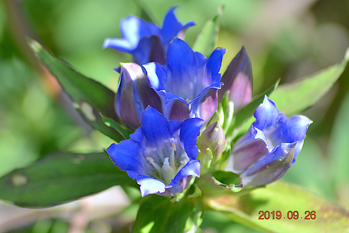 f:id:masatdm1951:20190928201619j:plain f:id:masatdm1951:20190928201619j:plain