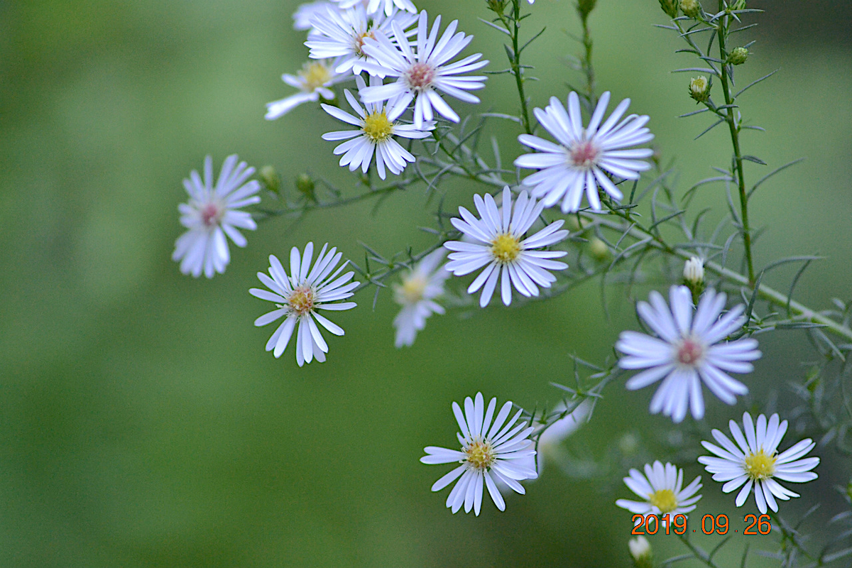 f:id:masatdm1951:20190928201847j:plain f:id:masatdm1951:20190928201847j:plain