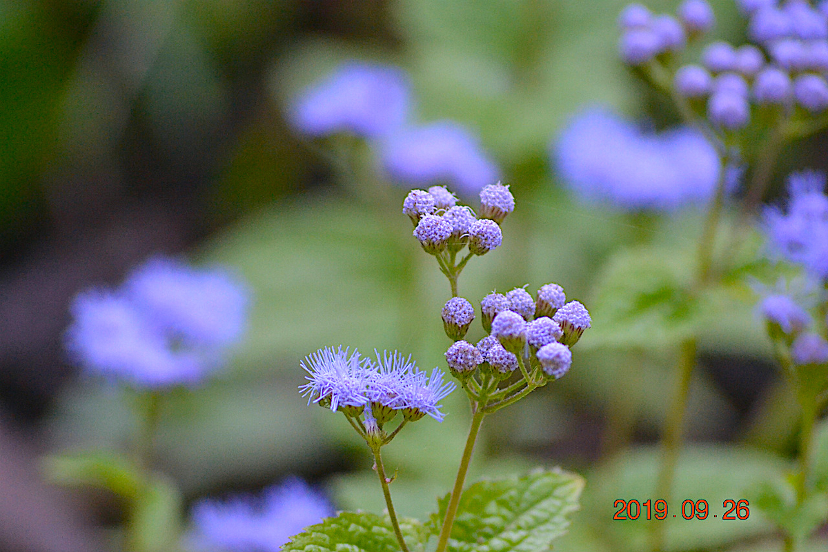 f:id:masatdm1951:20190928201900j:plain f:id:masatdm1951:20190928201900j:plain