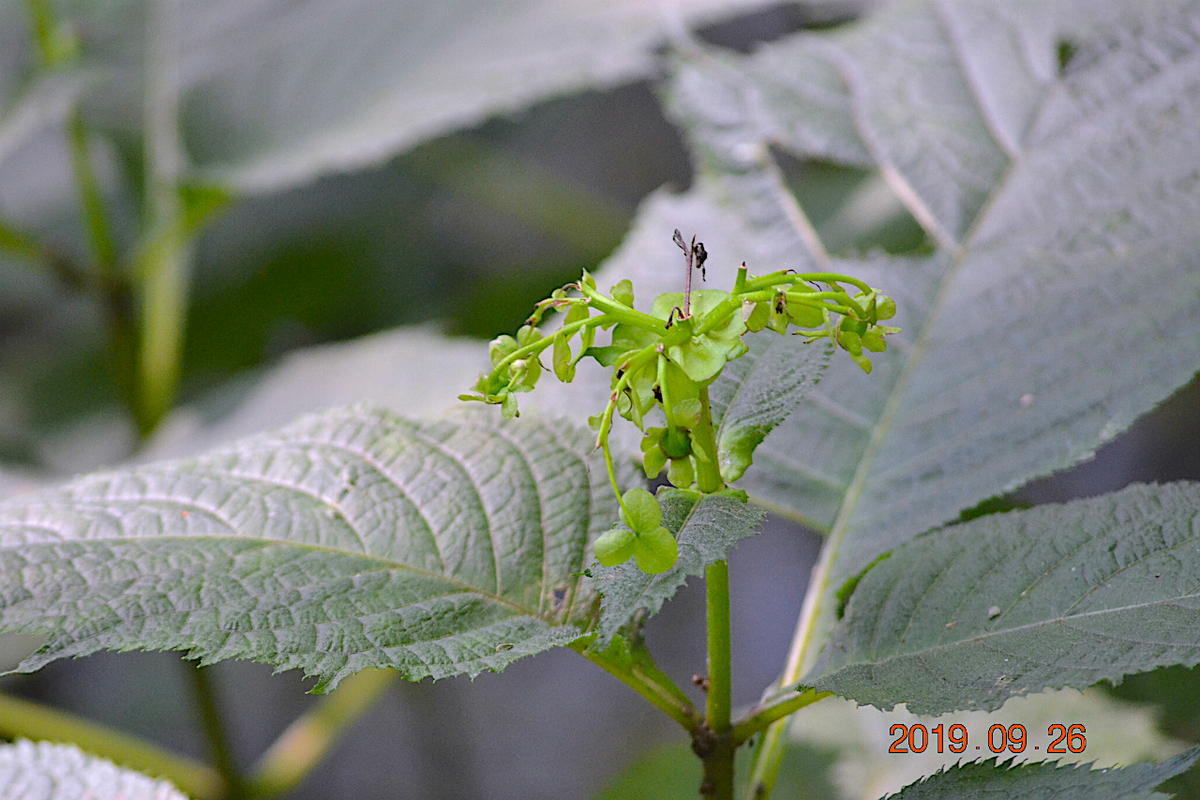 f:id:masatdm1951:20190928202456j:plain f:id:masatdm1951:20190928202456j:plain