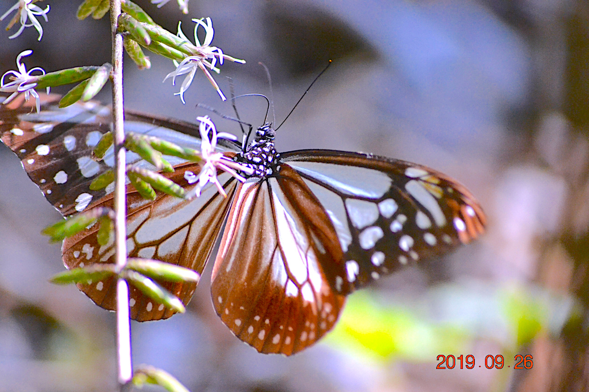f:id:masatdm1951:20190928204107j:plain f:id:masatdm1951:20190928204107j:plain