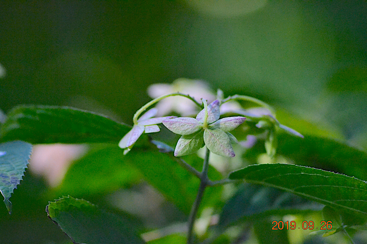 f:id:masatdm1951:20190928204124j:plain f:id:masatdm1951:20190928204124j:plain