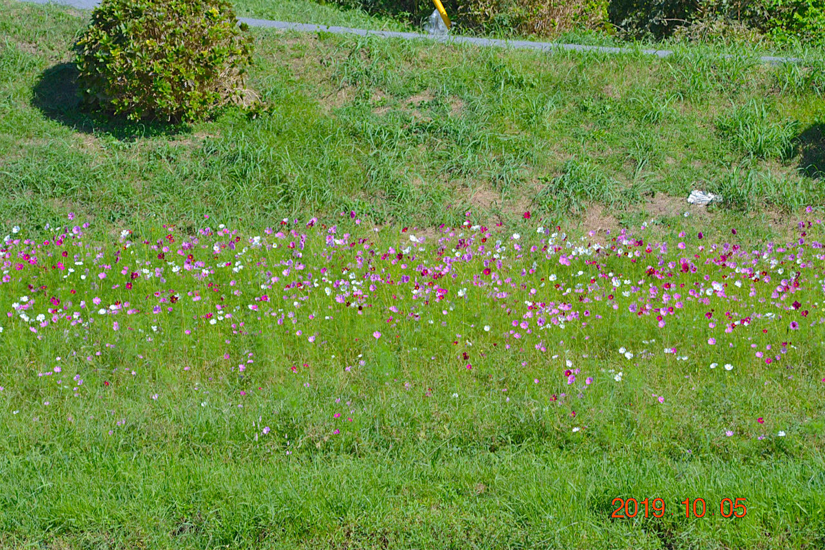 f:id:masatdm1951:20191006101832j:plain