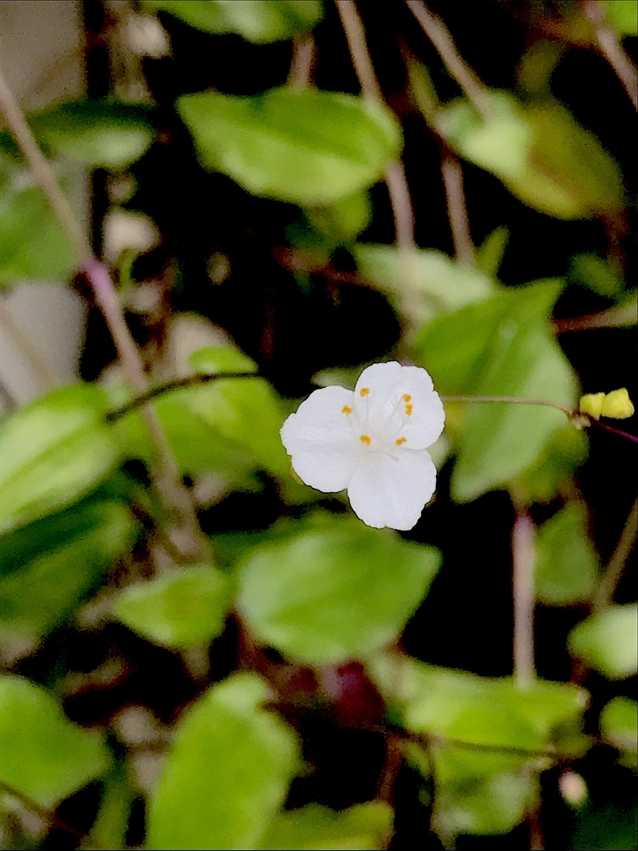 f:id:masatdm1951:20191021102921j:plain