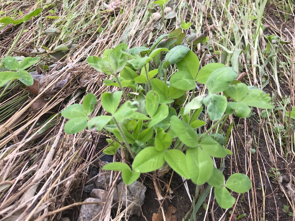 f:id:masatdm1951:20191021110424j:plain