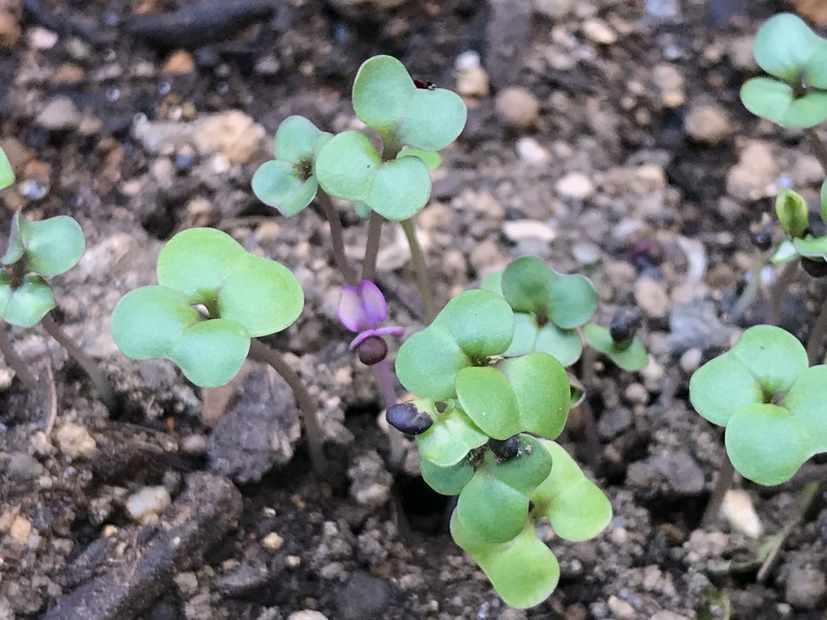 f:id:masatdm1951:20191023144947j:plain