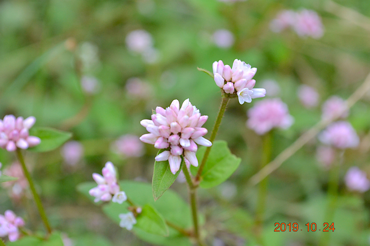 f:id:masatdm1951:20191024223453j:plain