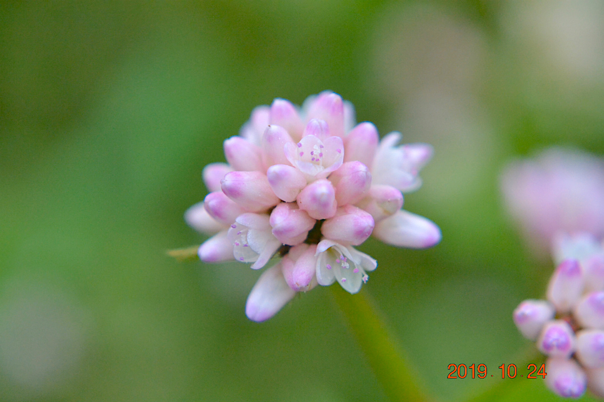 f:id:masatdm1951:20191024223506j:plain