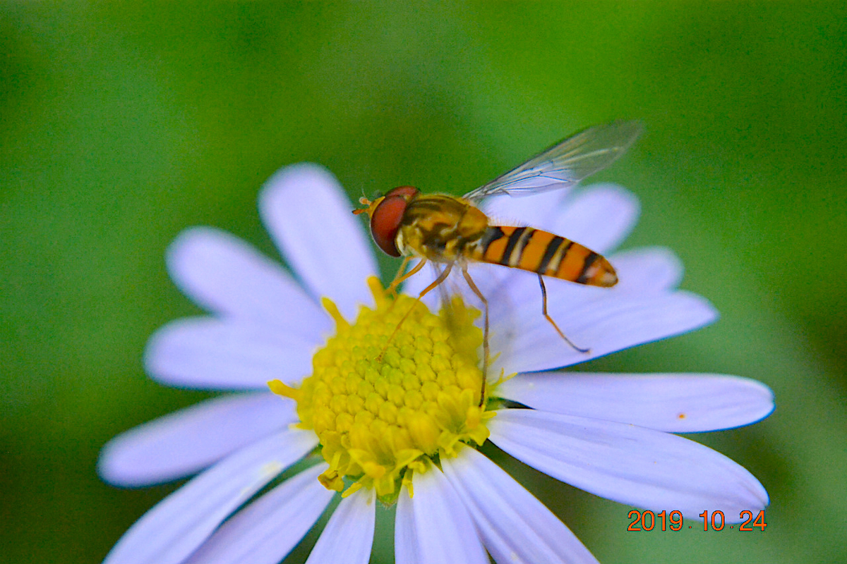 f:id:masatdm1951:20191024223520j:plain