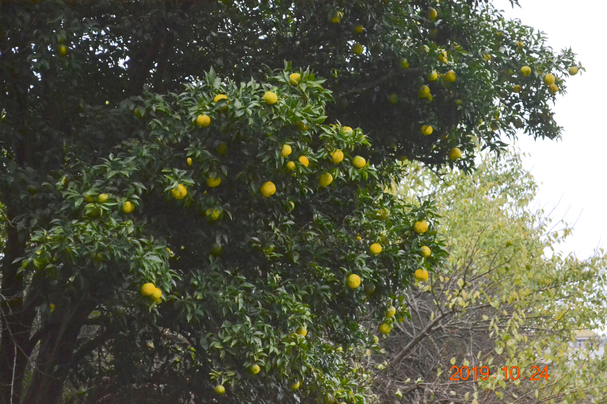 f:id:masatdm1951:20191024223530j:plain