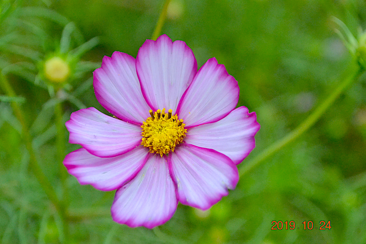 f:id:masatdm1951:20191024223552j:plain