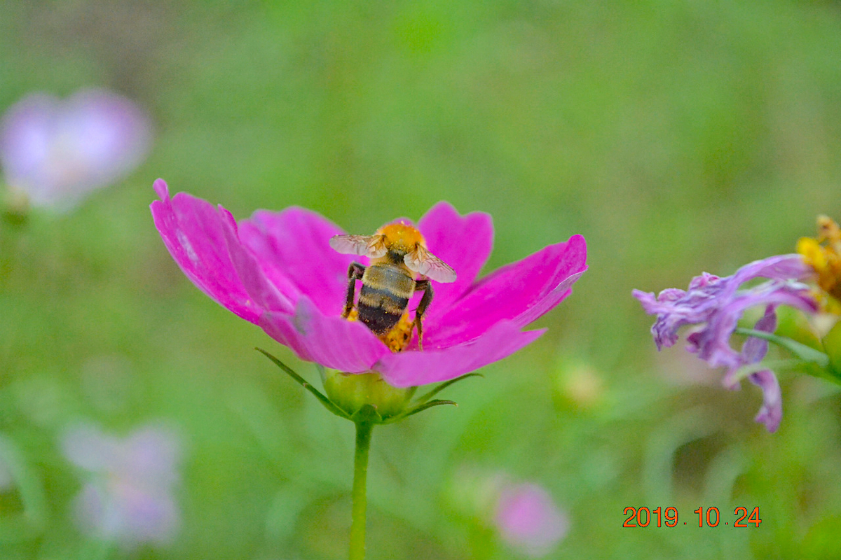 f:id:masatdm1951:20191024223615j:plain