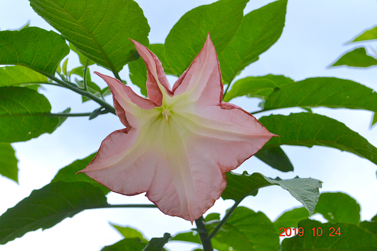 f:id:masatdm1951:20191024223629j:plain