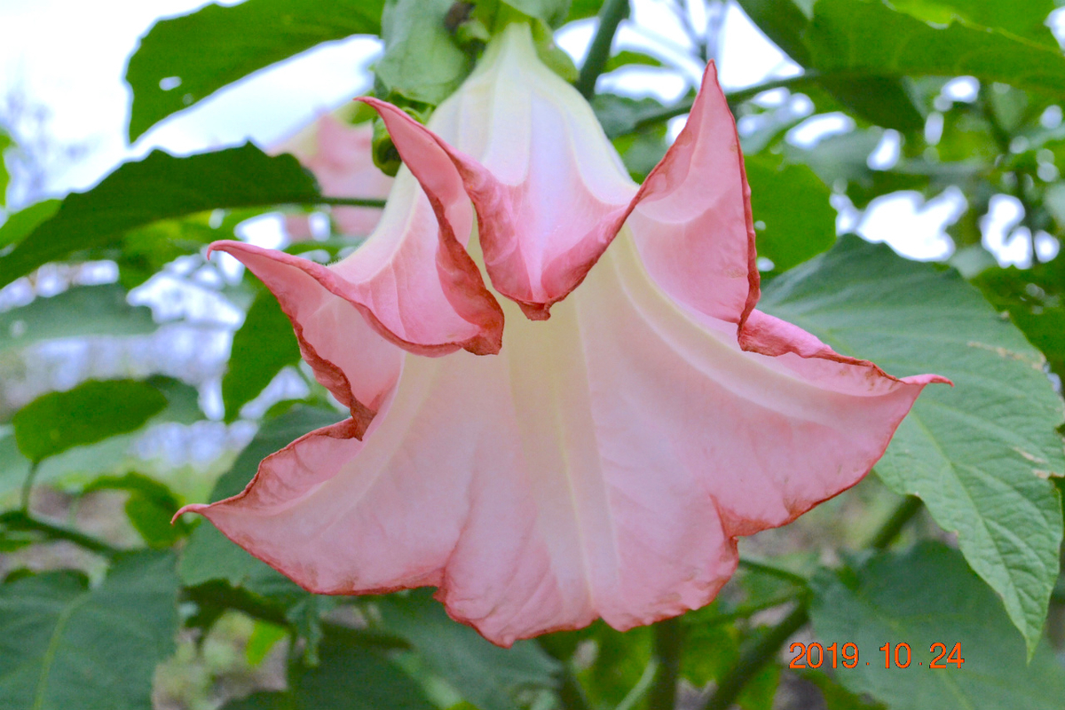 f:id:masatdm1951:20191024223632j:plain