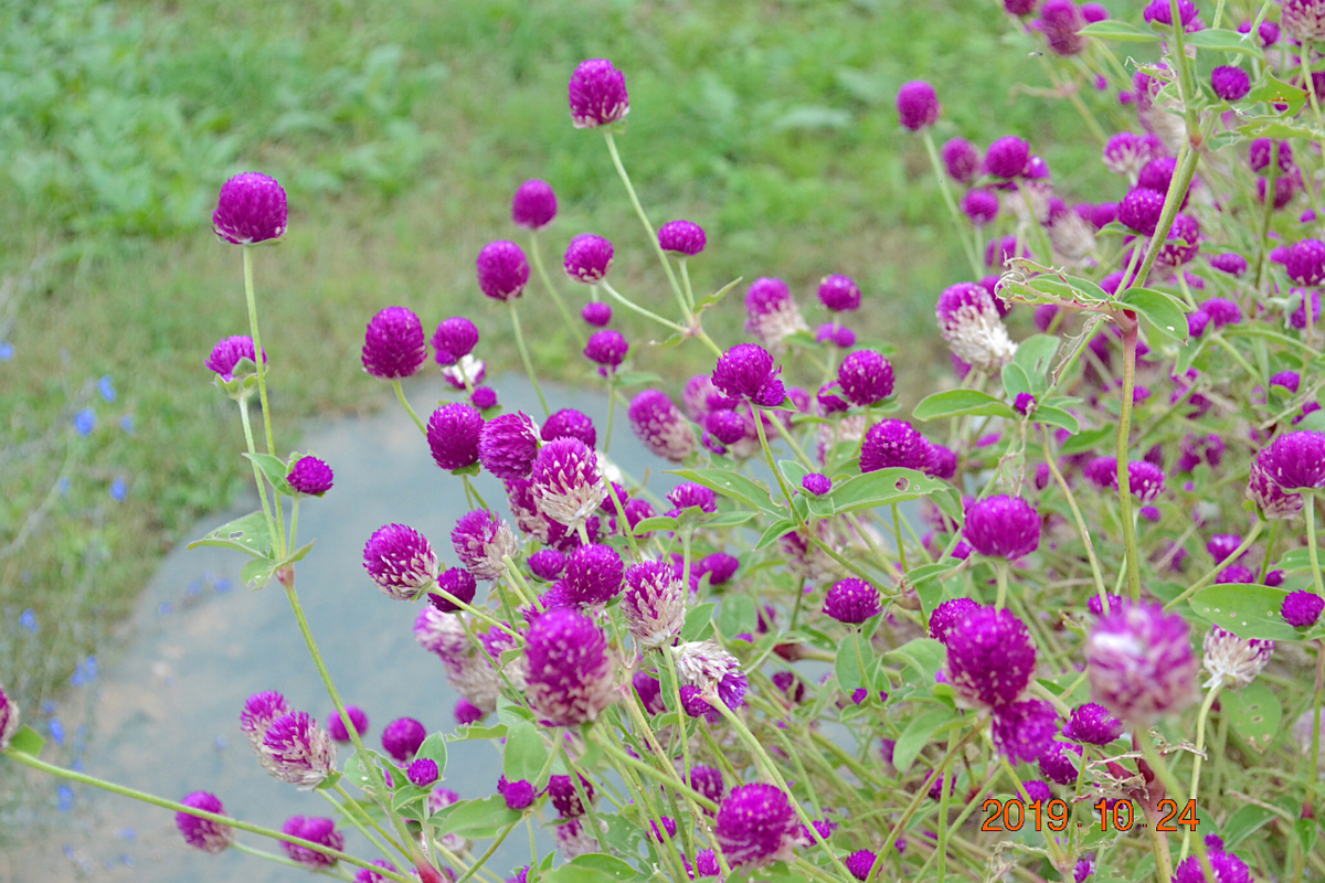 f:id:masatdm1951:20191024223647j:plain