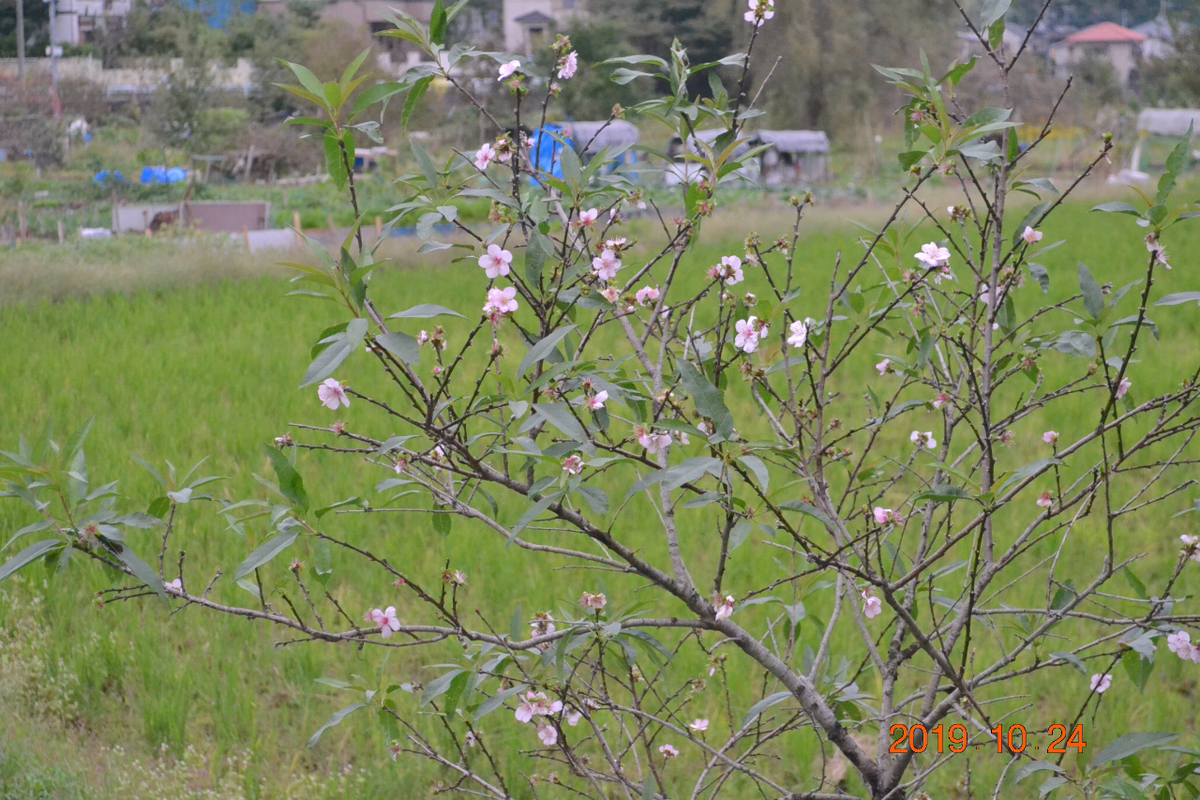 f:id:masatdm1951:20191024223742j:plain