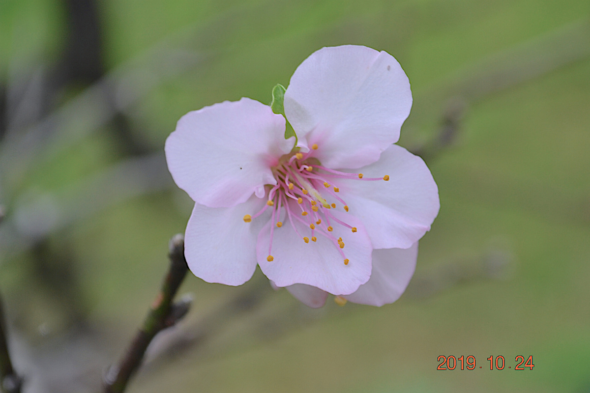 f:id:masatdm1951:20191024223747j:plain