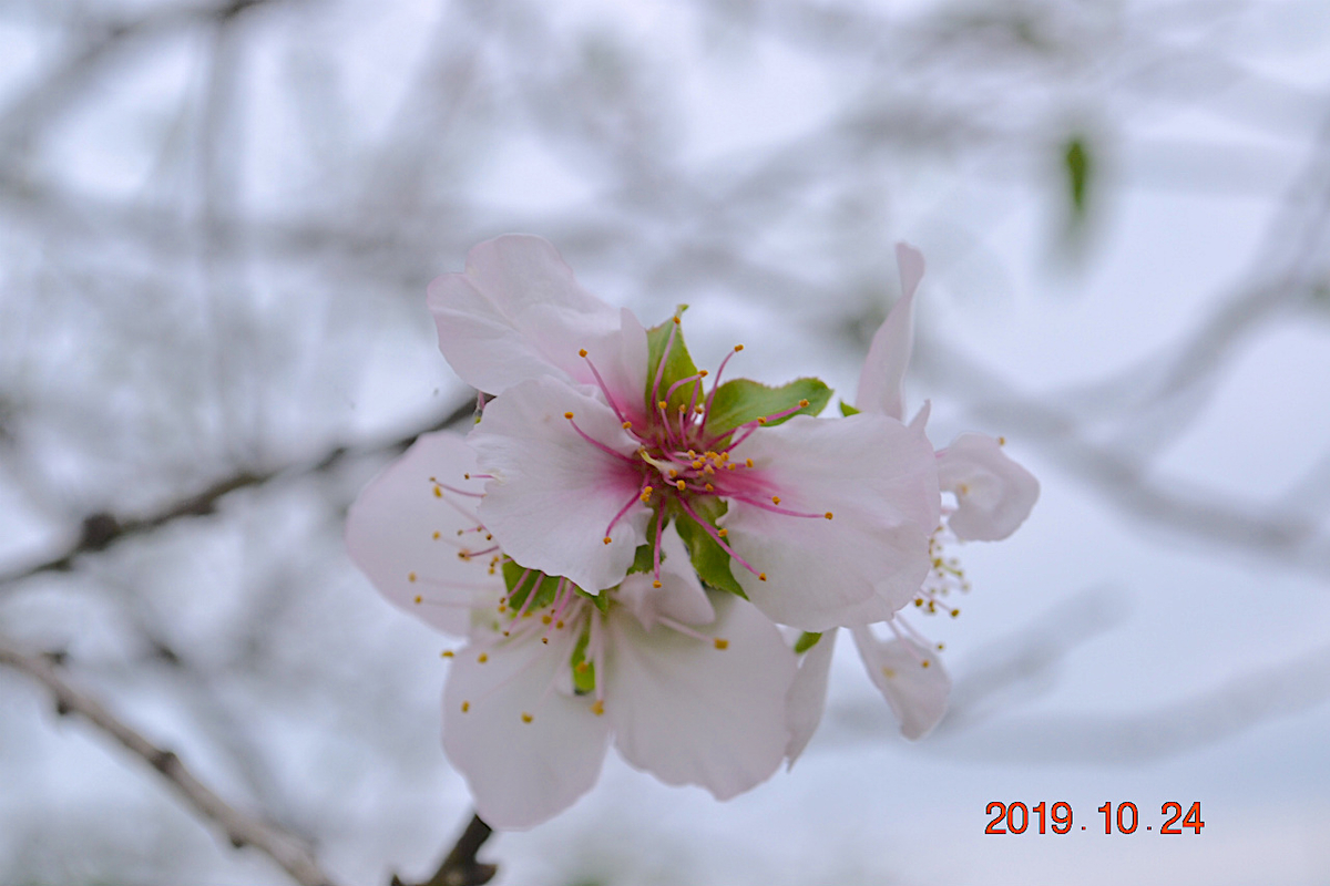 f:id:masatdm1951:20191024223750j:plain