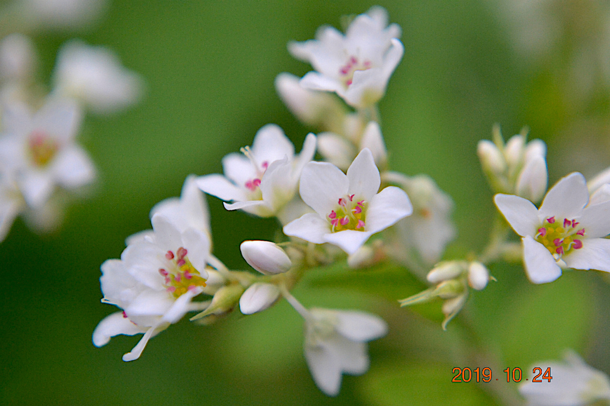 f:id:masatdm1951:20191024223826j:plain