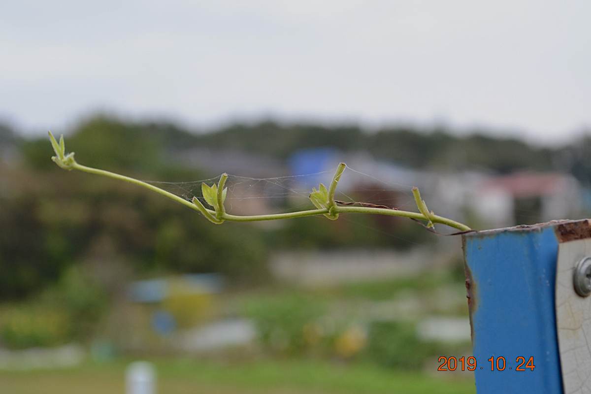 f:id:masatdm1951:20191024223850j:plain