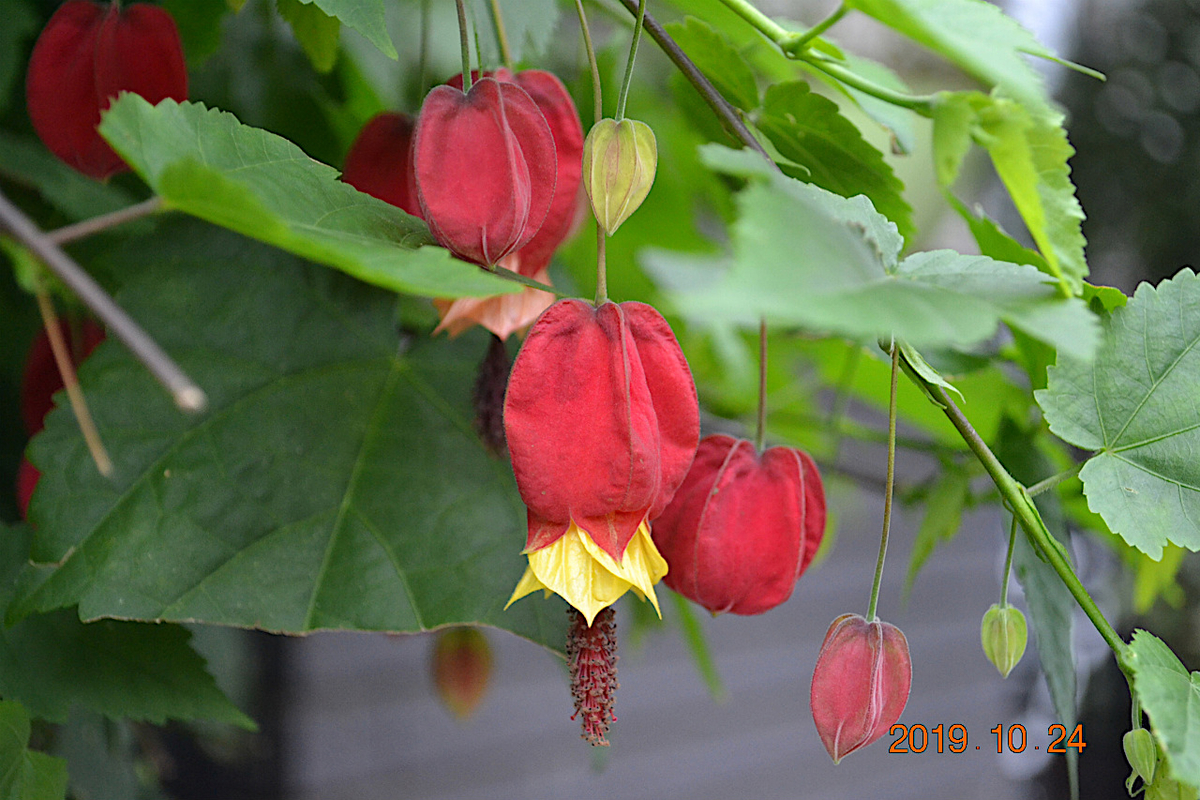 f:id:masatdm1951:20191024223903j:plain