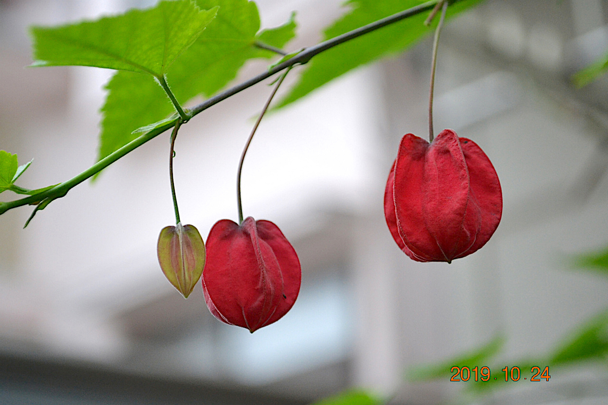 f:id:masatdm1951:20191024223908j:plain